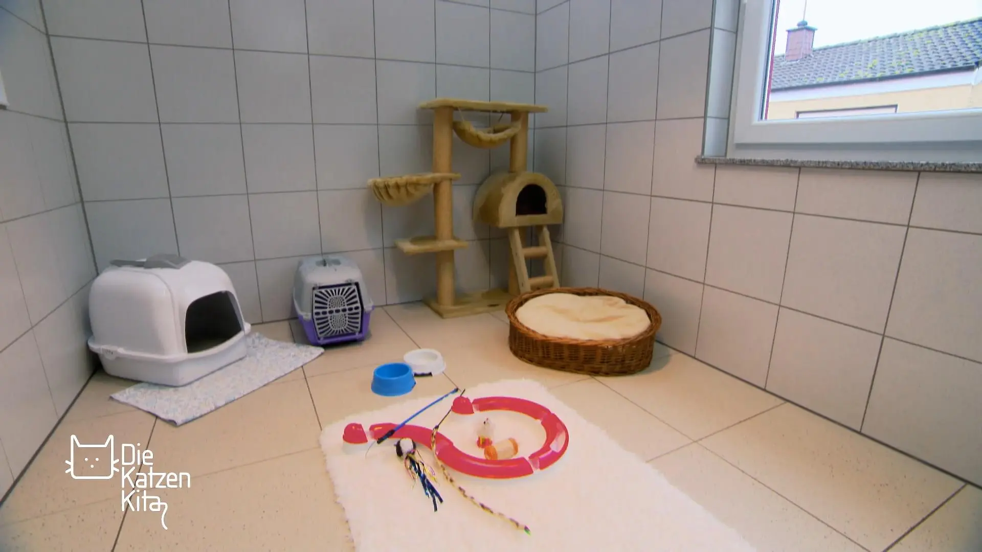 Was kostet eine Katze über ihre gesamte Lebenszeit? Grundausstattung und laufende Kosten