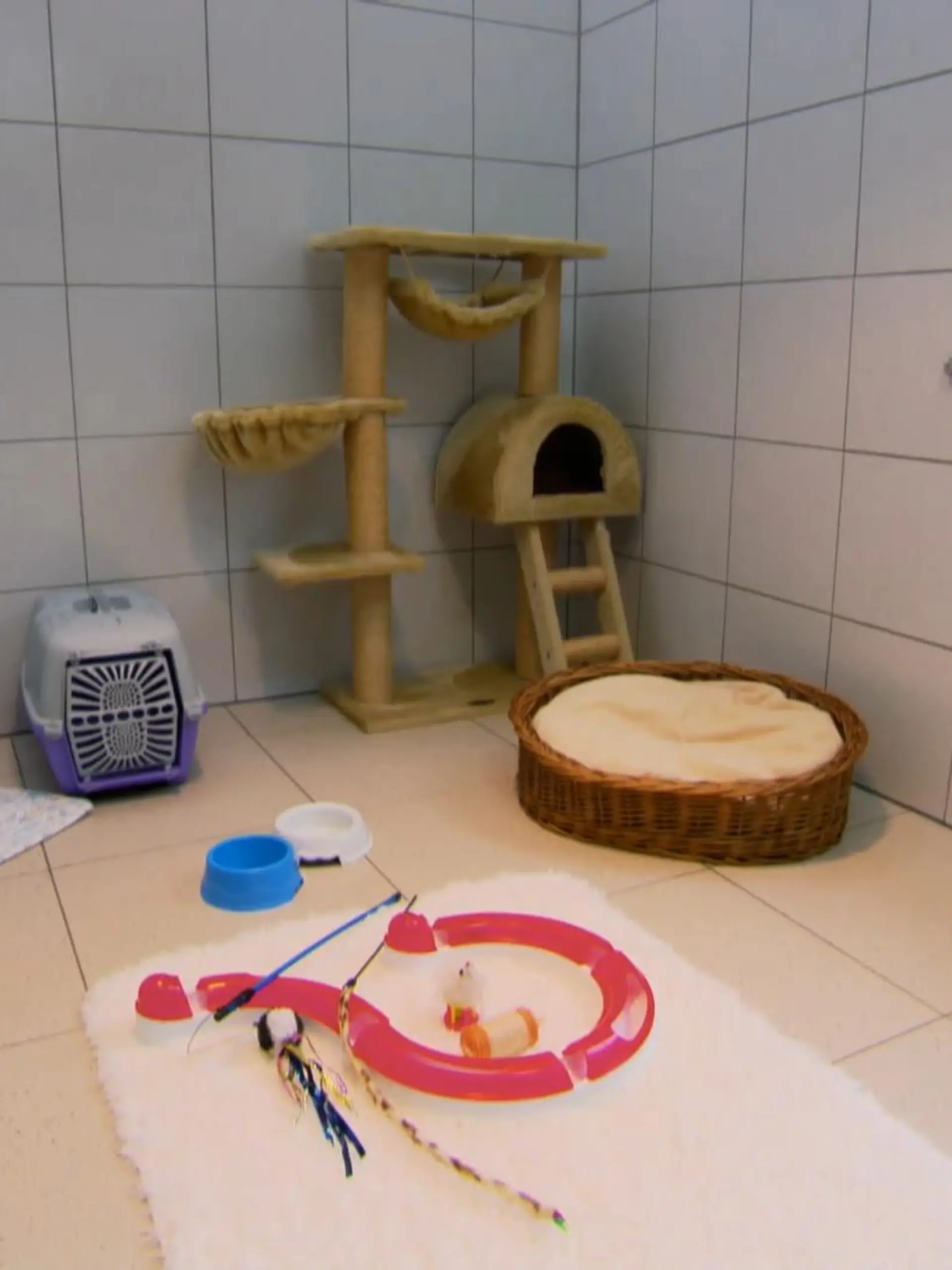 Bild zu: "Was kostet eine Katze über ihre gesamte Lebenszeit?"