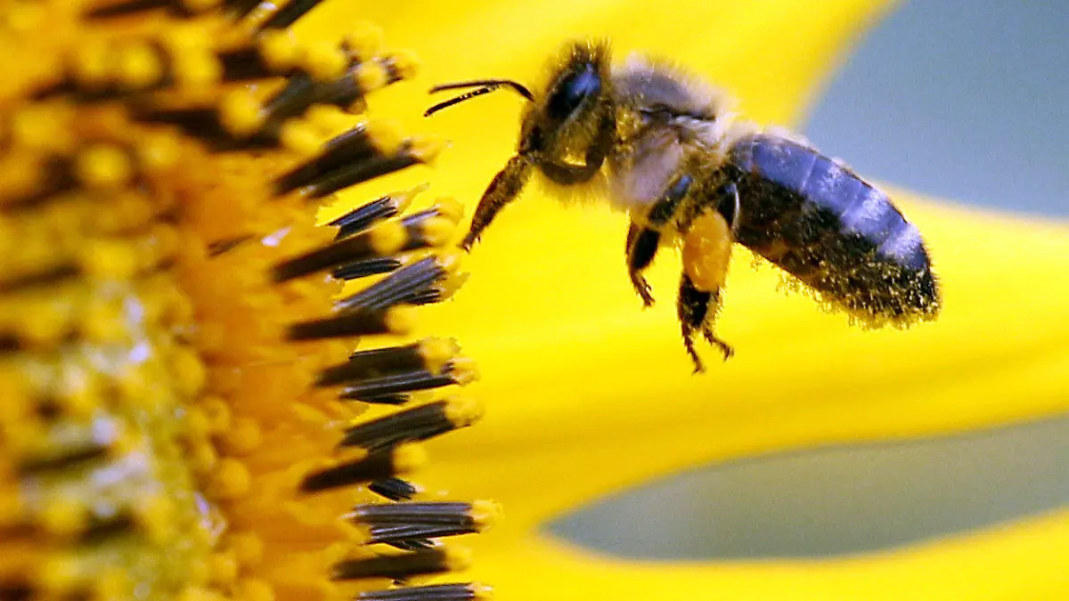 ARCHIV - Eine Biene sucht am Donnerstag (06.09.2012) im niederrheinischen Neufeld an der Blüte einer Sonnenblume nach Nahrung. Der Frühling kommt, doch wo sind die Bienen? Dass in Nordrhein-Westfalen trotz Sonne und Blütenpracht so wenige Bienen zu sehen sind, liege nicht am Bienensterben durch Pestizide, sagte am Dienstag Werner Mühlen von der Landwirtschaftskammer NRW in Münster: «Das Wetter ist einfach noch zu kalt und die Völker, die aus dem Winter kommen, sind klein.» Foto: Roland Weihrauch dpa/lnw +++(c) dpa - Bildfunk+++