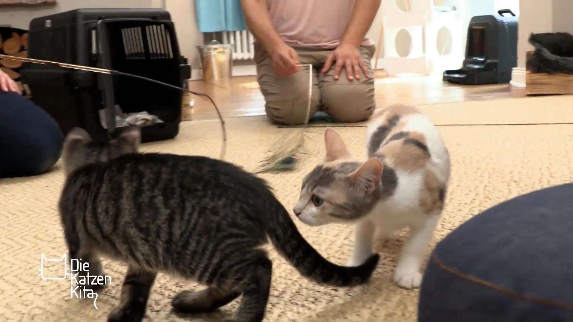 Kratzbürste Daisy akzeptiert die anderen Katzen Die Früchte des Klicker-Trainings!