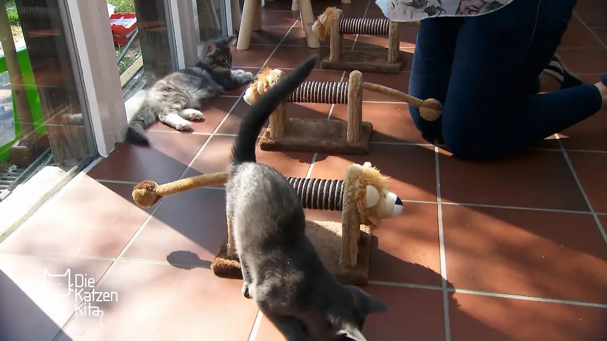 Beim Training neben der Kreissäge bleibt es entspannt Die Kitten haben sich an die Lautstärke gewöhnt