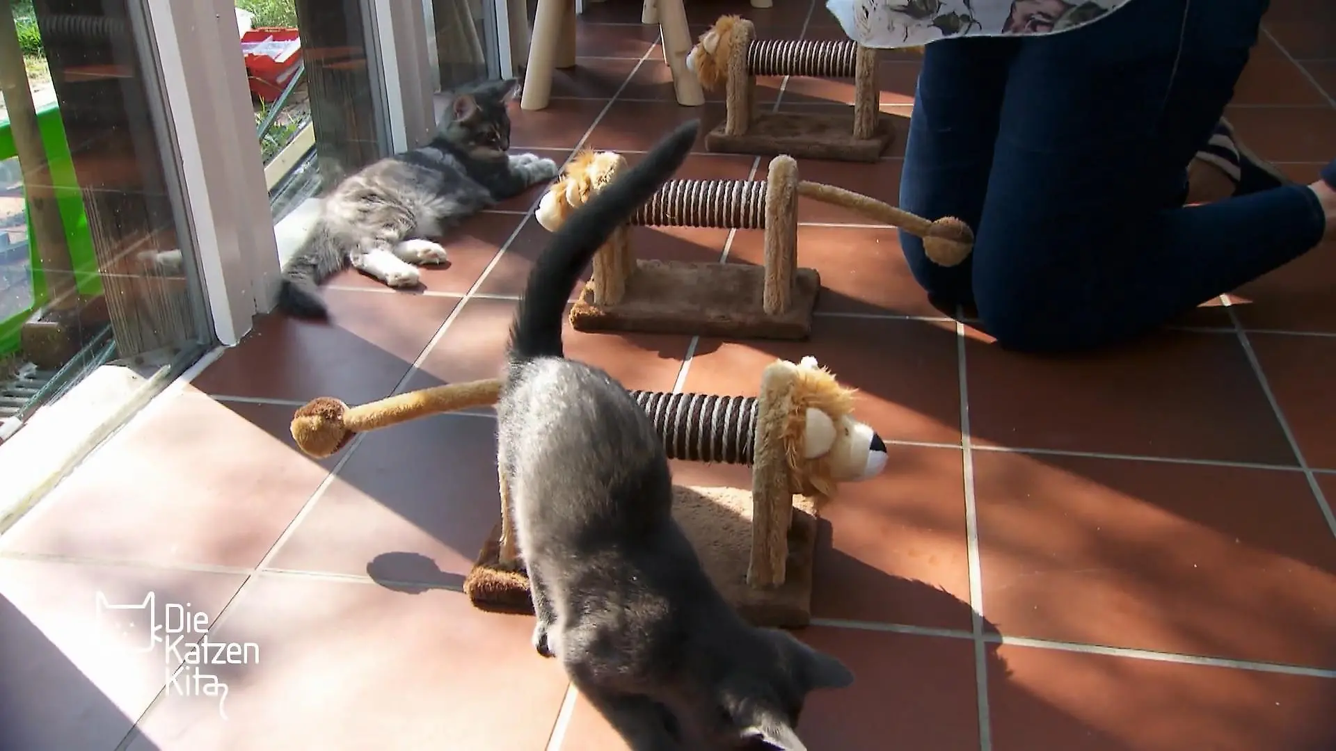 Beim Training neben der Kreissäge bleibt es entspannt Die Kitten haben sich an die Lautstärke gewöhnt