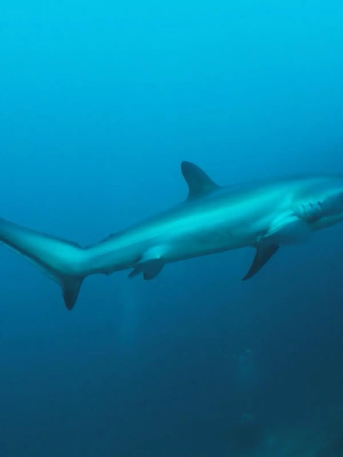 Bild zu: "Perfekte Bedingungen: Der Fuchshai zeigt sich"