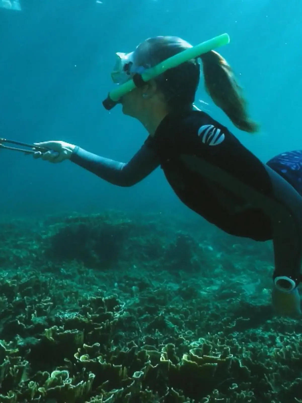 Bild zu: "Dornenkronen zerstören das Ökosystem"