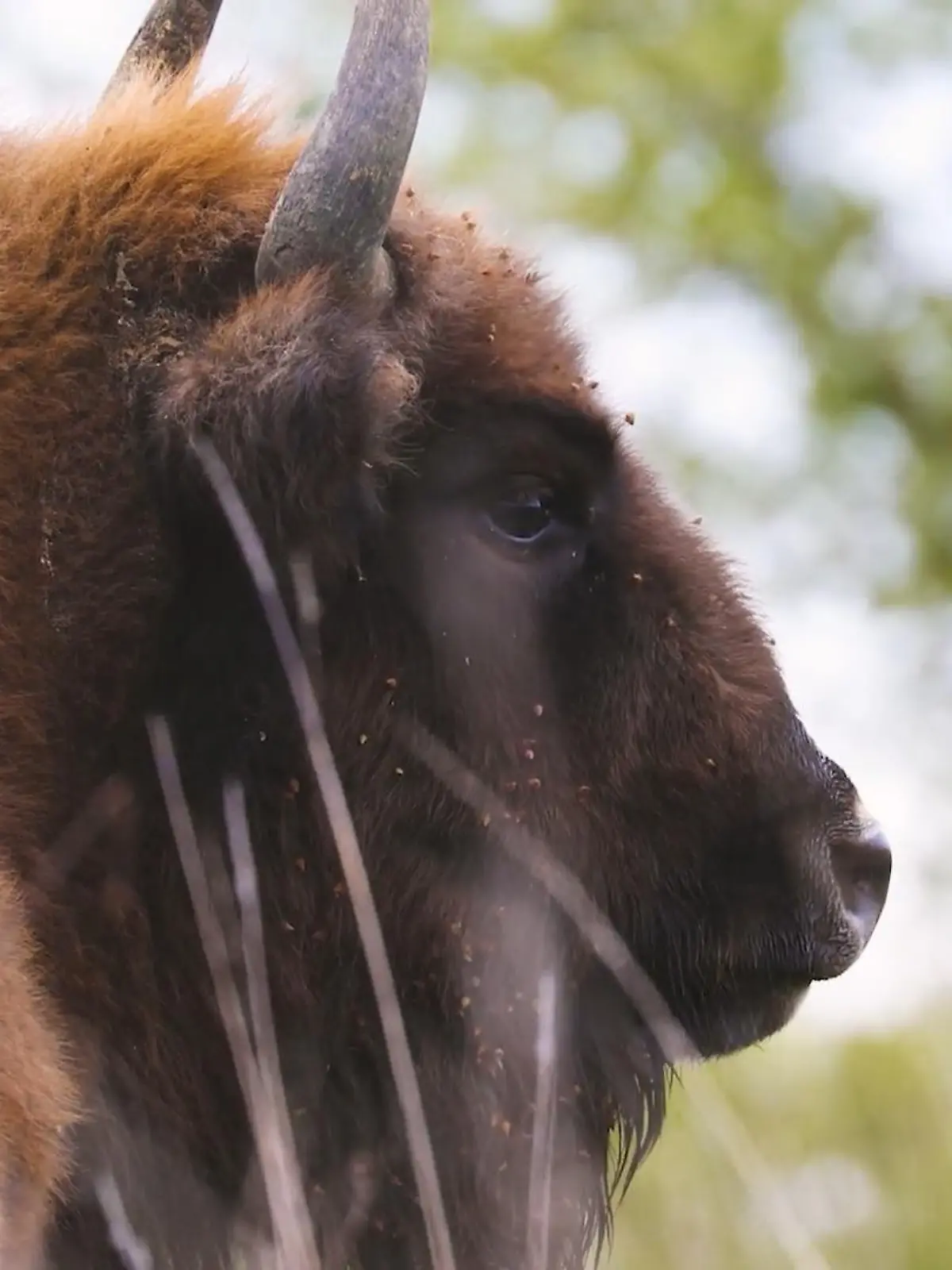 Bild zu: "Einzigartiges Schutzprojekt in Tschechien"