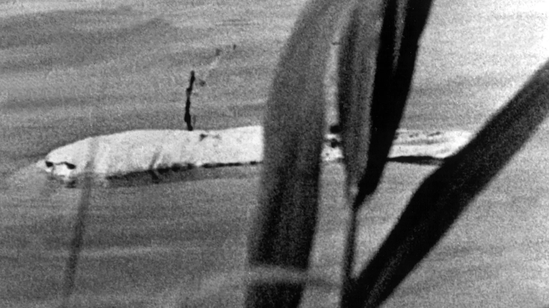 "Moby Dick", der weiße Beluga-Wal, der zuerst am 18. Mai 1966 bei Stromkilometer 778,5 in Höhe von Duisburg-Neuenkamp von den Rheinschiffern Bernd Albrecht und Willi Dethlevs gesichtet wurde und tagelang die Nation in Atem hielt, ist offensichtlich in friedliche holländische Gewässer entwischt. Der niederländische Angler Jan Stappenbolt aus Zwolle hat am 25. Mai vom Ufer des Ijsselmeeres aus dieses Foto von ihm geschossen.