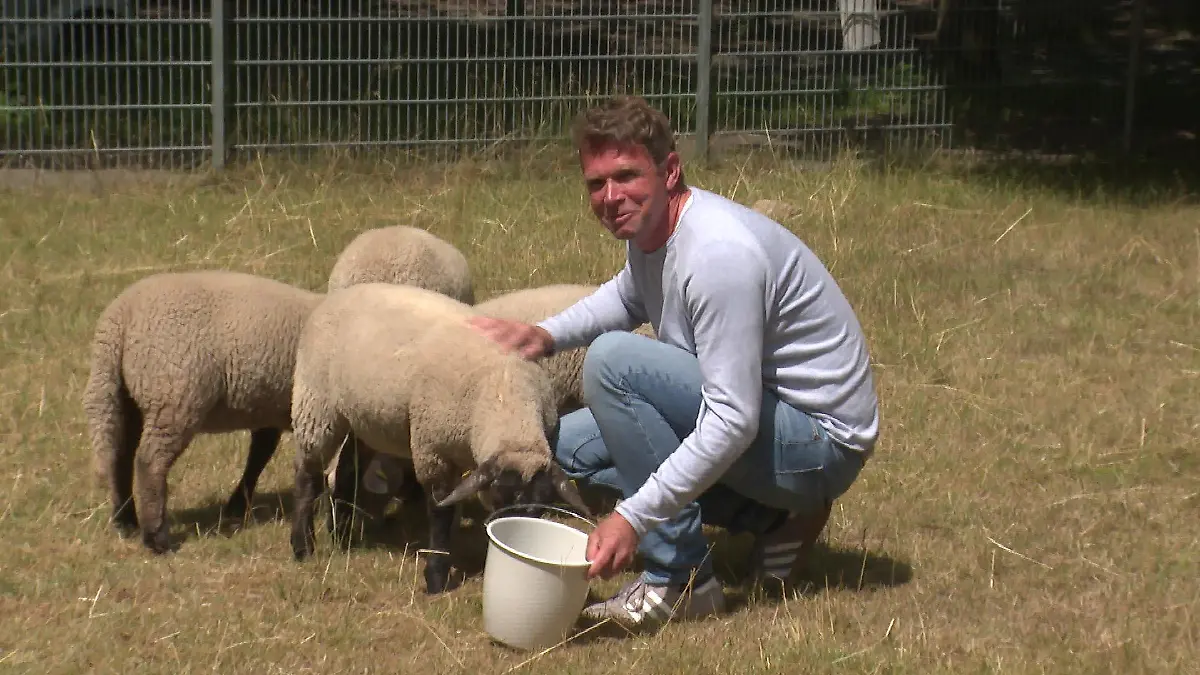 Der stellvertretende Schulleiter Lars Schallreuter füttert die vier neuen Schulschafe auf der grünen Weide.