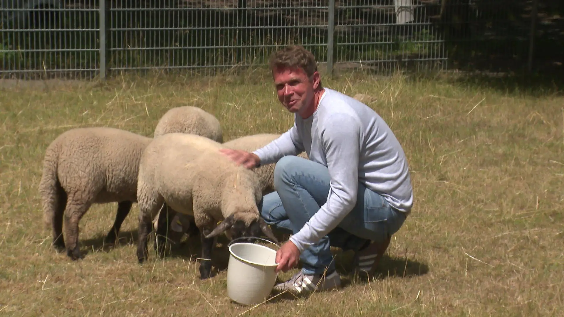 Der stellvertretende Schulleiter Lars Schallreuter füttert die vier neuen Schulschafe auf der grünen Weide.