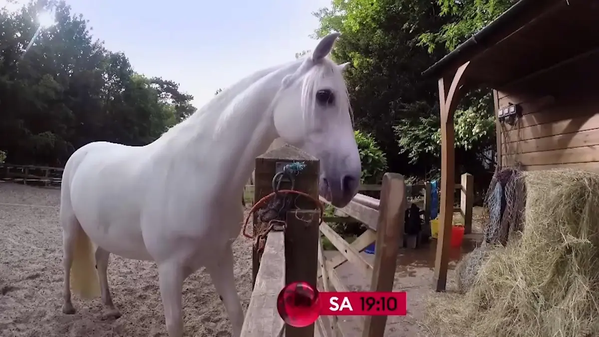 Das machen unsere Haustiere, wenn sie allein sind Schlaue Pferde & freche Schweine