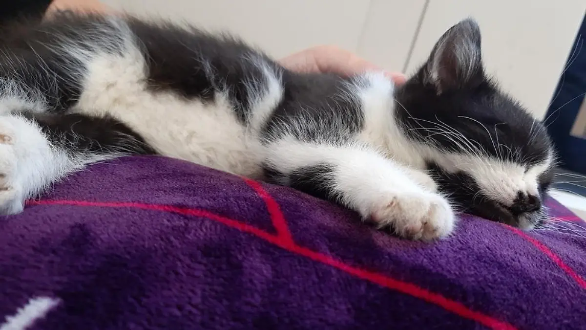 Wo ist Kitty? Ein Dieb hat offenbar nicht damit gerechnet, eine kleine Katze zu entwenden