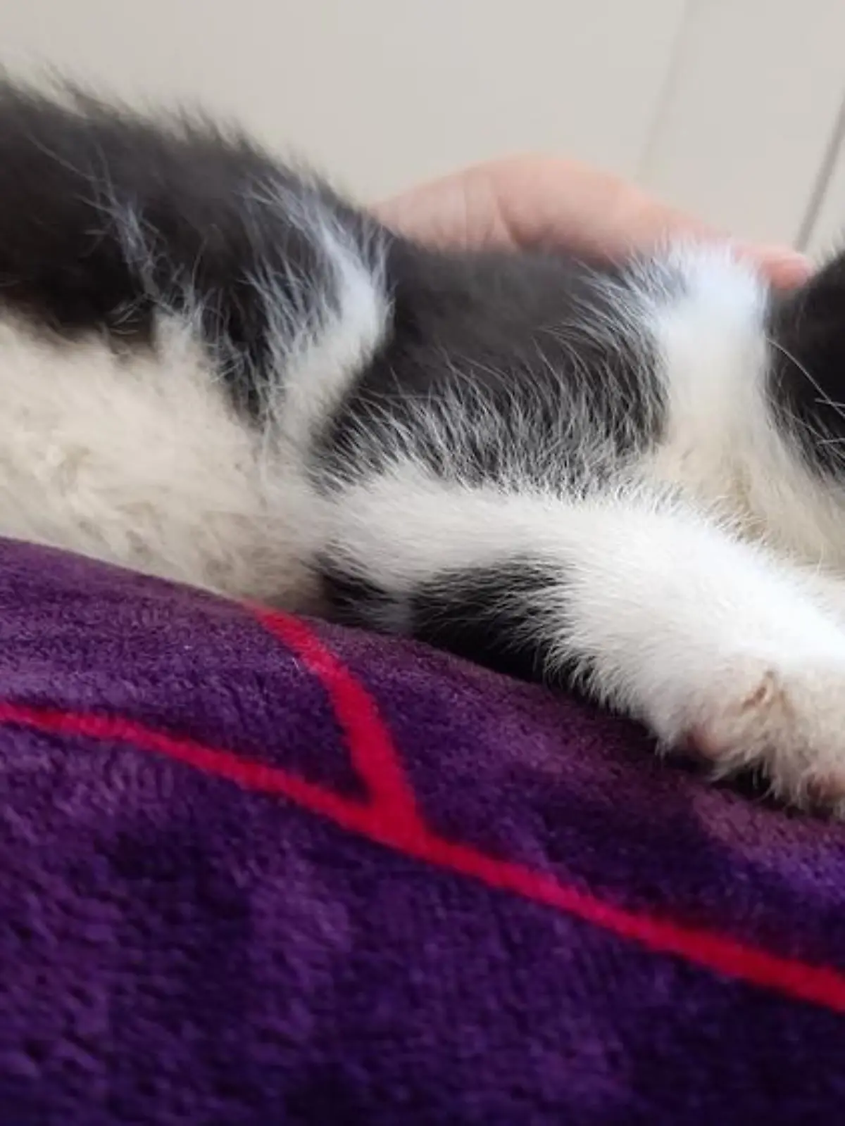 Wo ist Kitty? Ein Dieb hat offenbar nicht damit gerechnet, eine kleine Katze zu entwenden