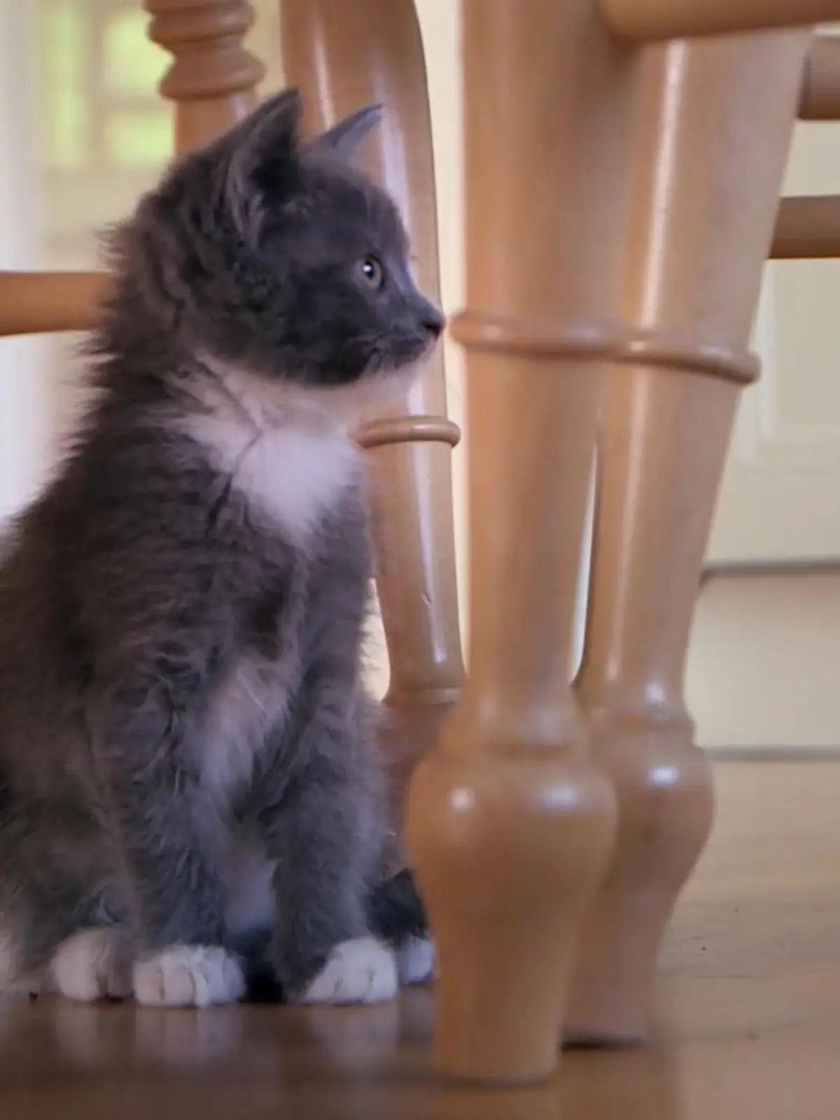 Bild zu: "Pandoras Kitten kommen in ein neues Zuhause"