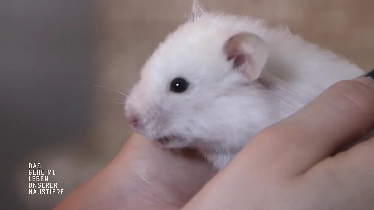 Hamster Betty ist todesmutig Sprung von der Kommode