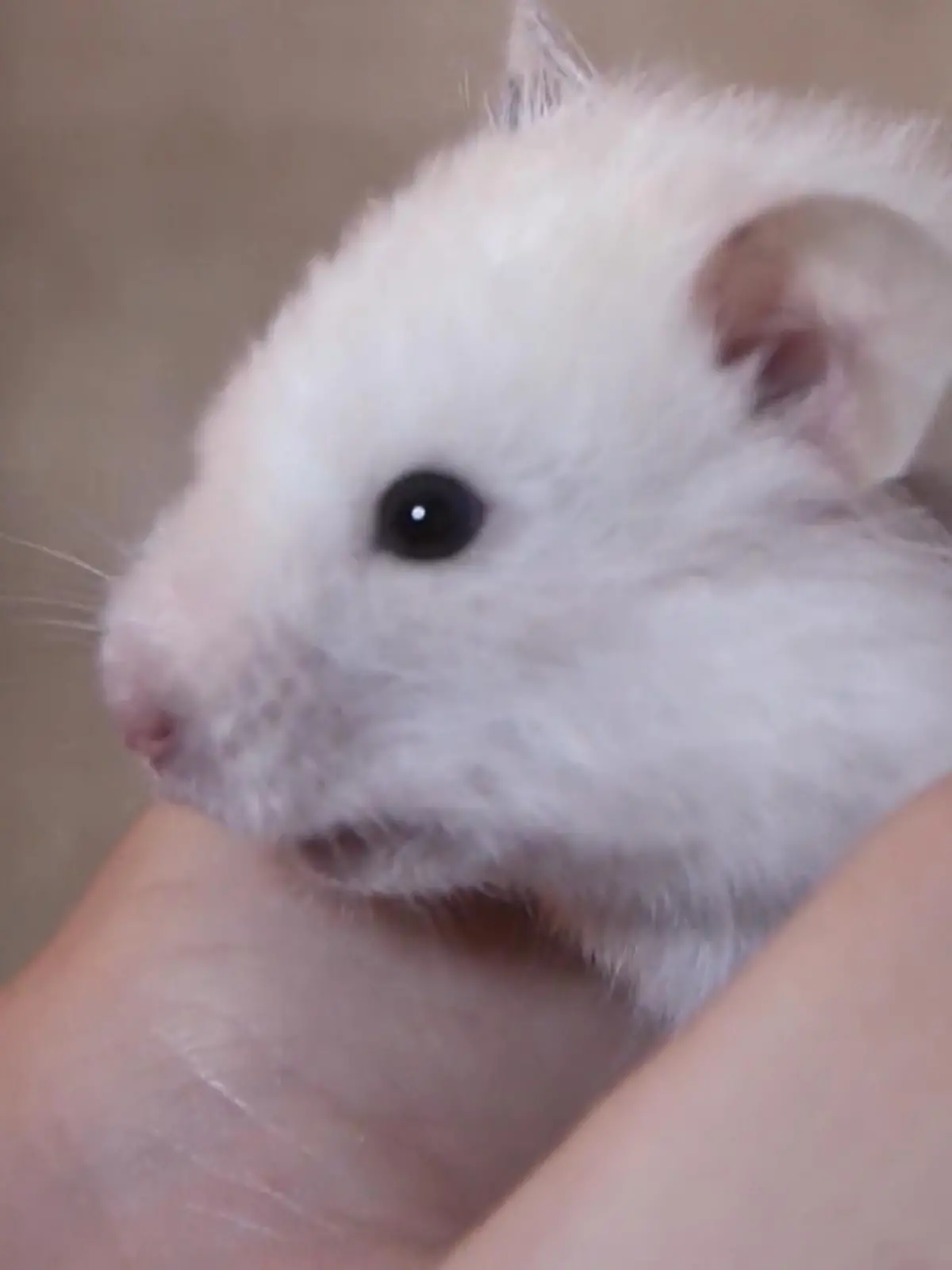 Bild zu: "Hamster Betty ist todesmutig"