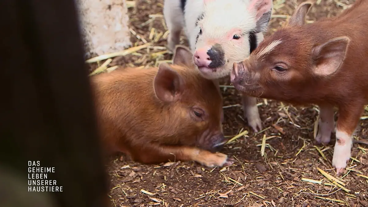 Die Ferkel von Mini-Sau Q sind 8 Wochen alt Entwöhnungszeit