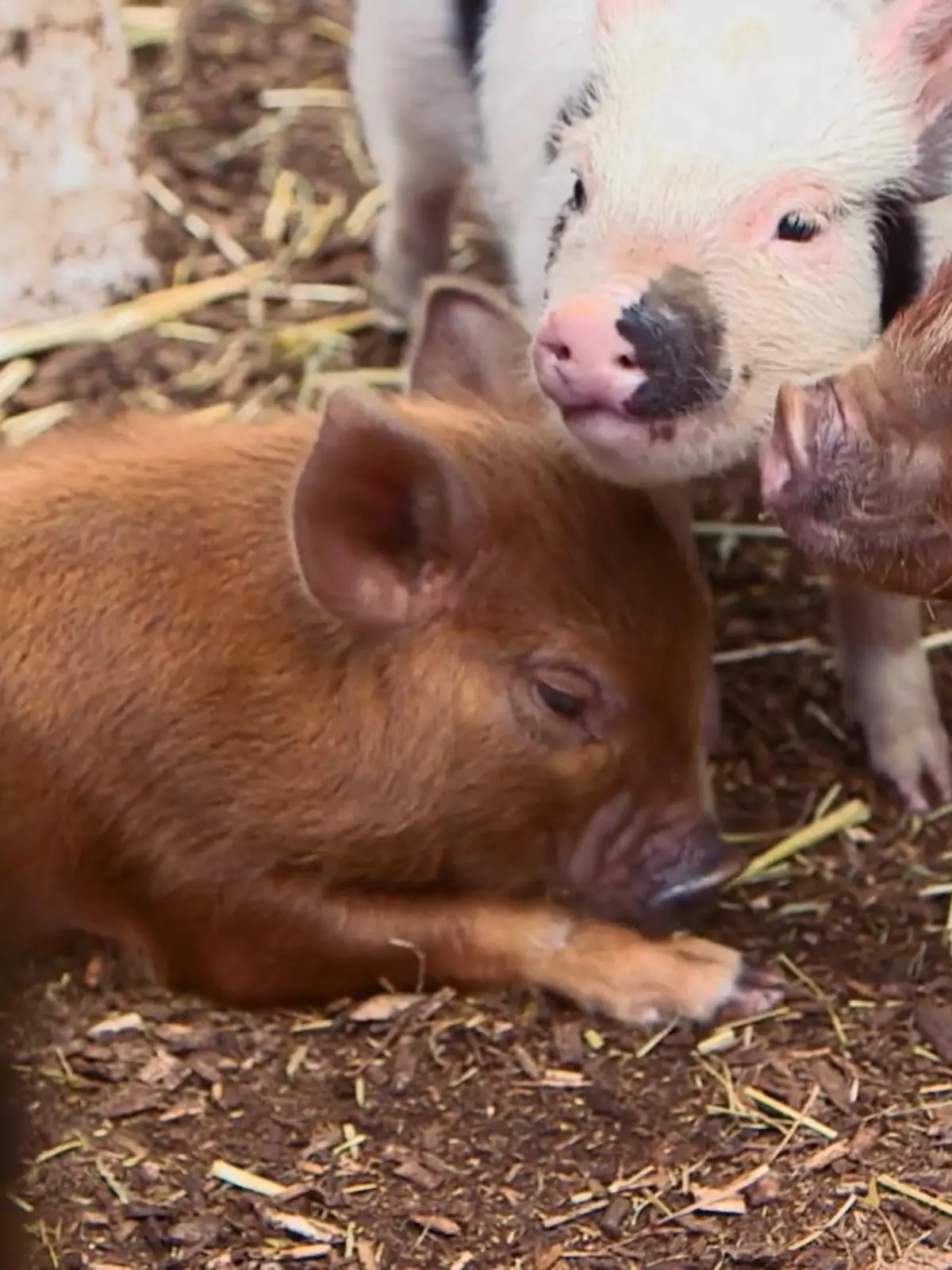Bild zu: "Die Ferkel von Mini-Sau Q sind 8 Wochen alt"