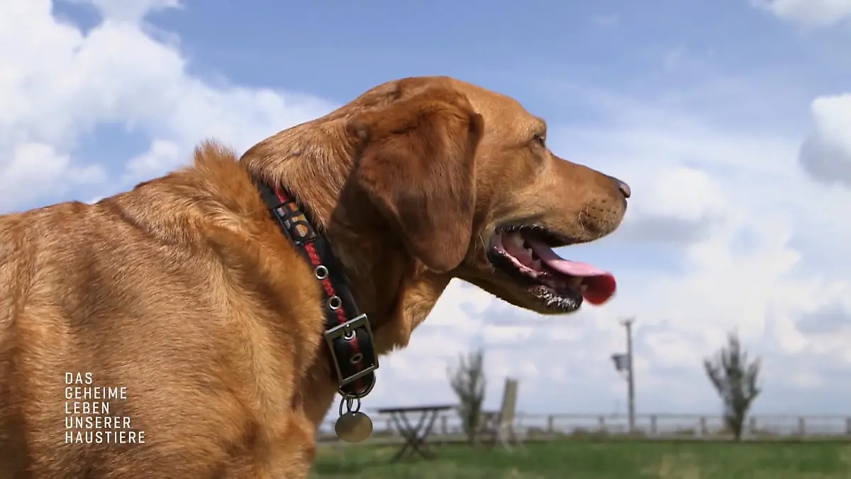 Labrador-Hündin Daisy kann Krankheiten erschnüffeln "Krebserkennungshund"