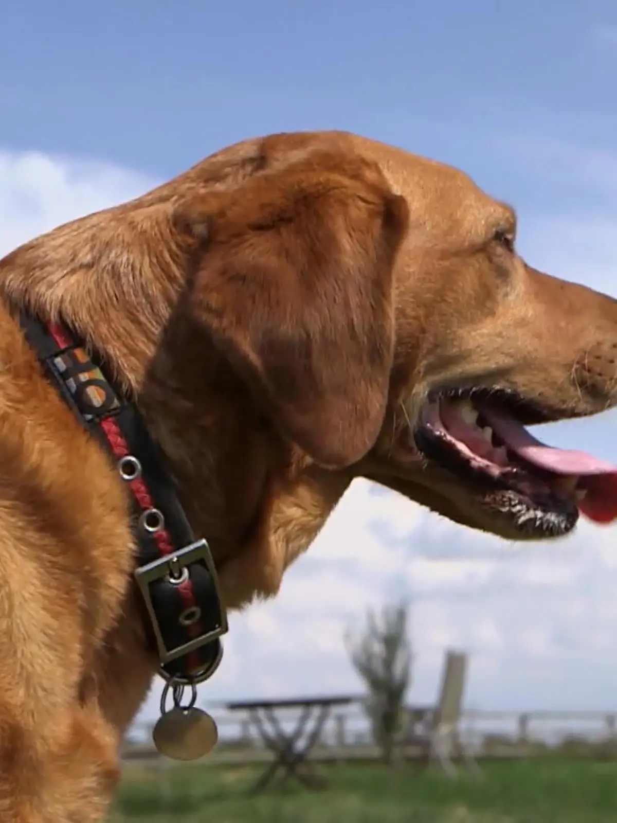 Bild zu: "Labrador-Hündin Daisy kann Krankheiten erschnüffeln"