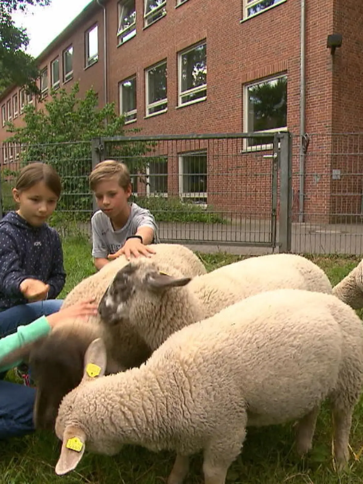Vier neue Schulschafe erfreuen Kinder an einer Grundschule in Hamburg. Bei ihrem Schafsdienst lernen sie Verantwortung zu tragen.
