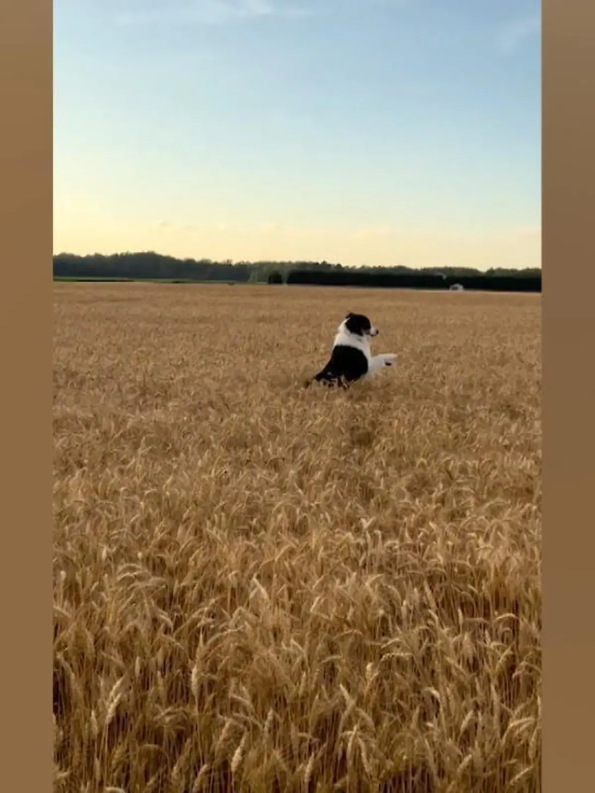 Hündin Charlotte liebt ihre Spaziergänge mit Halterin Meg. Vor allem deshalb, weil sie dann einen Abstecher in ihr Lieblingskornfeld machen kann.