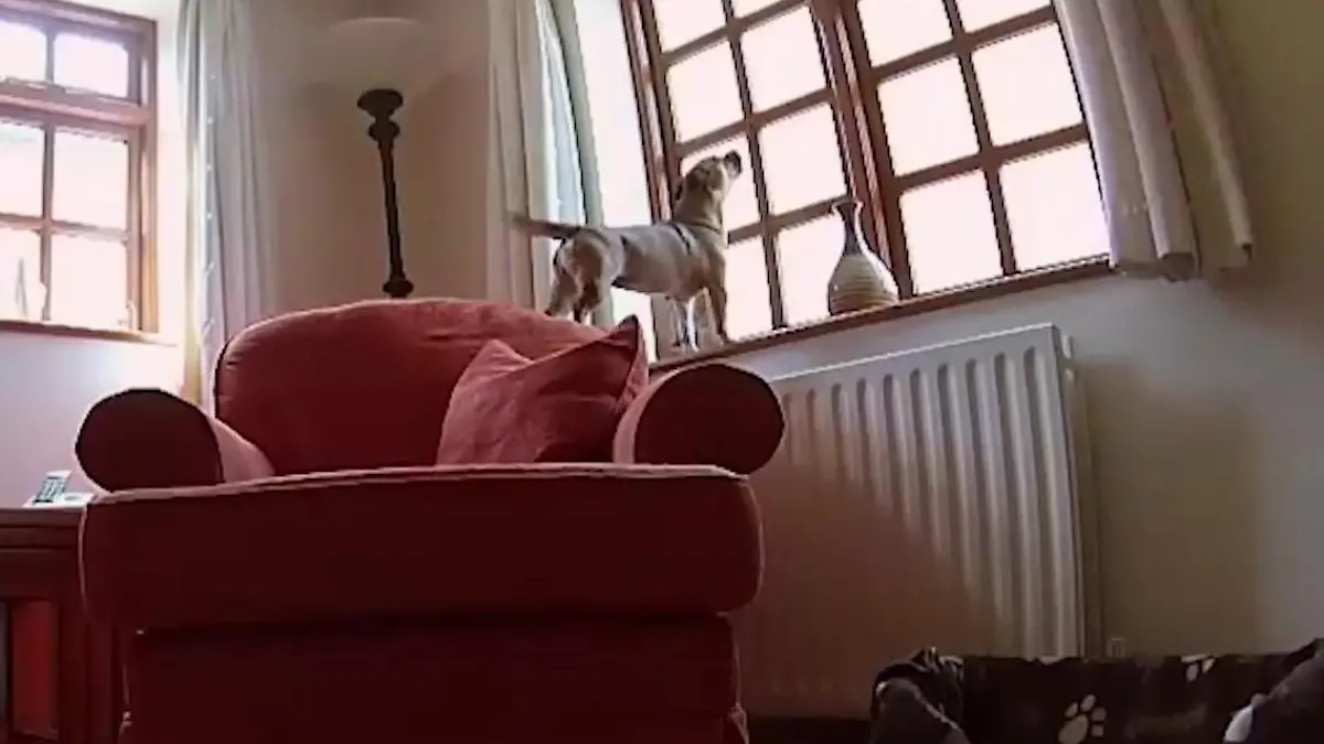 Unsere Haustiere treiben es oft bunt Ella allein zu Haus