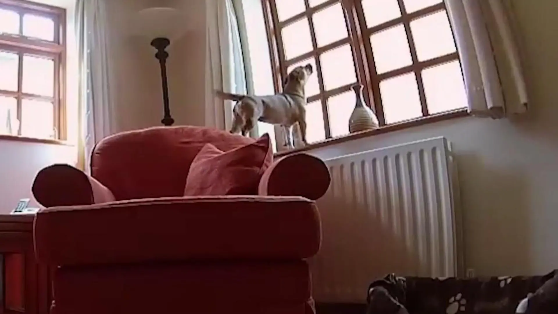 Unsere Haustiere treiben es oft bunt Ella allein zu Haus