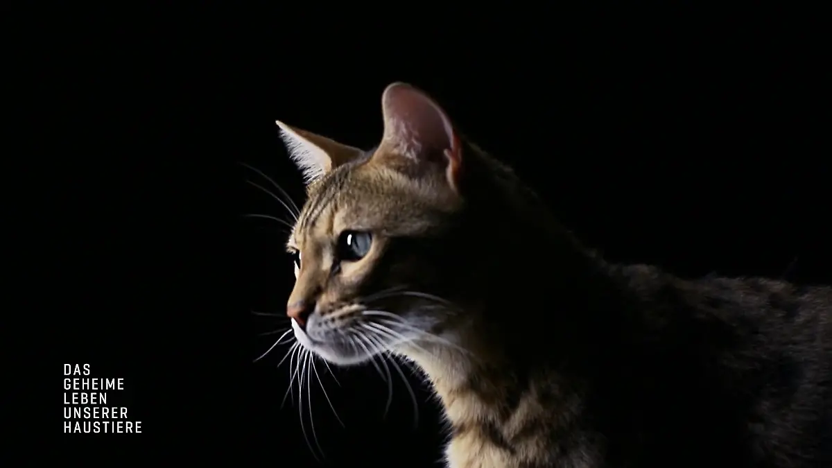 Was erleben Katzen nachts in freier Natur? Wenn wir längst schlafen