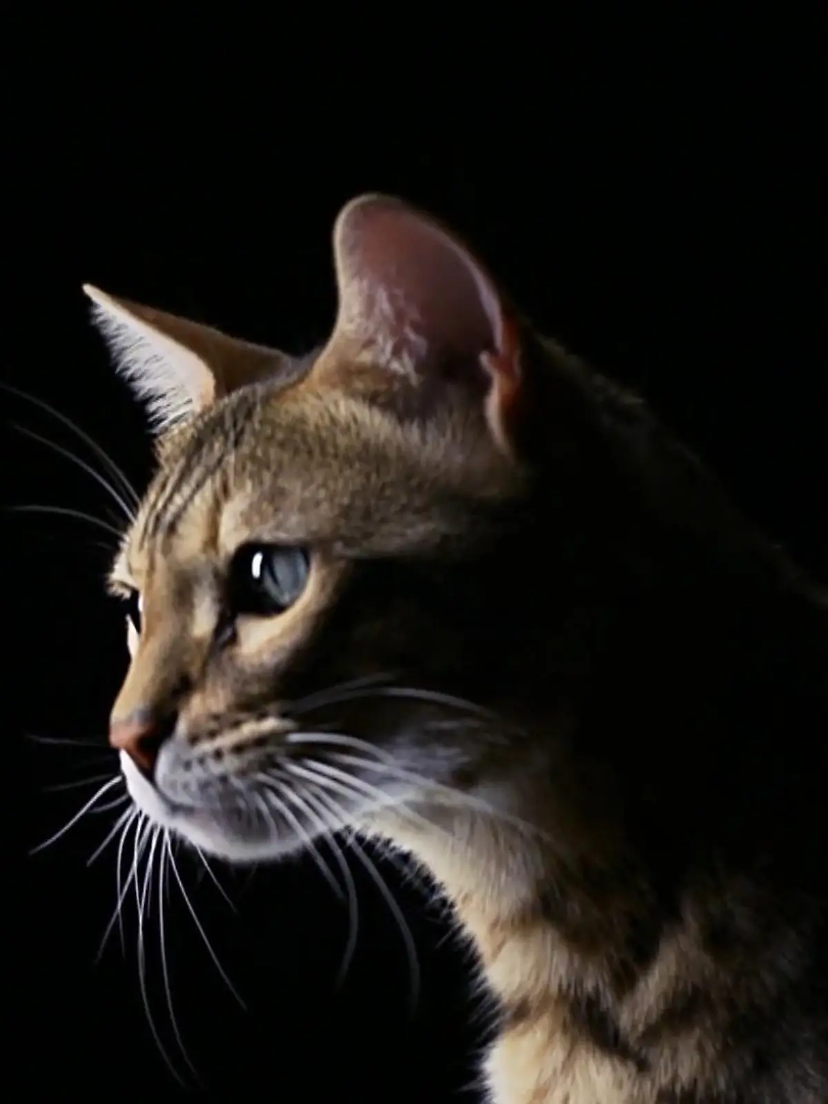 Bild zu: "Was erleben Katzen nachts in freier Natur?"