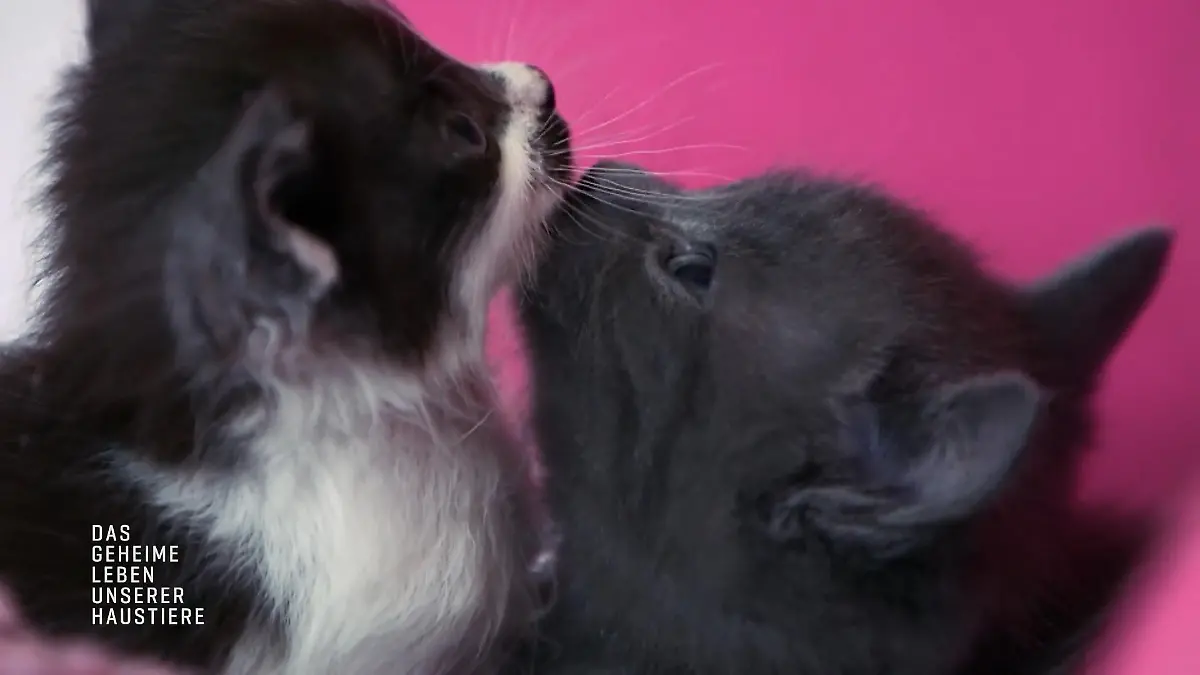 Pandoras Kitten entwickeln sich großartig 6 Wochen alt