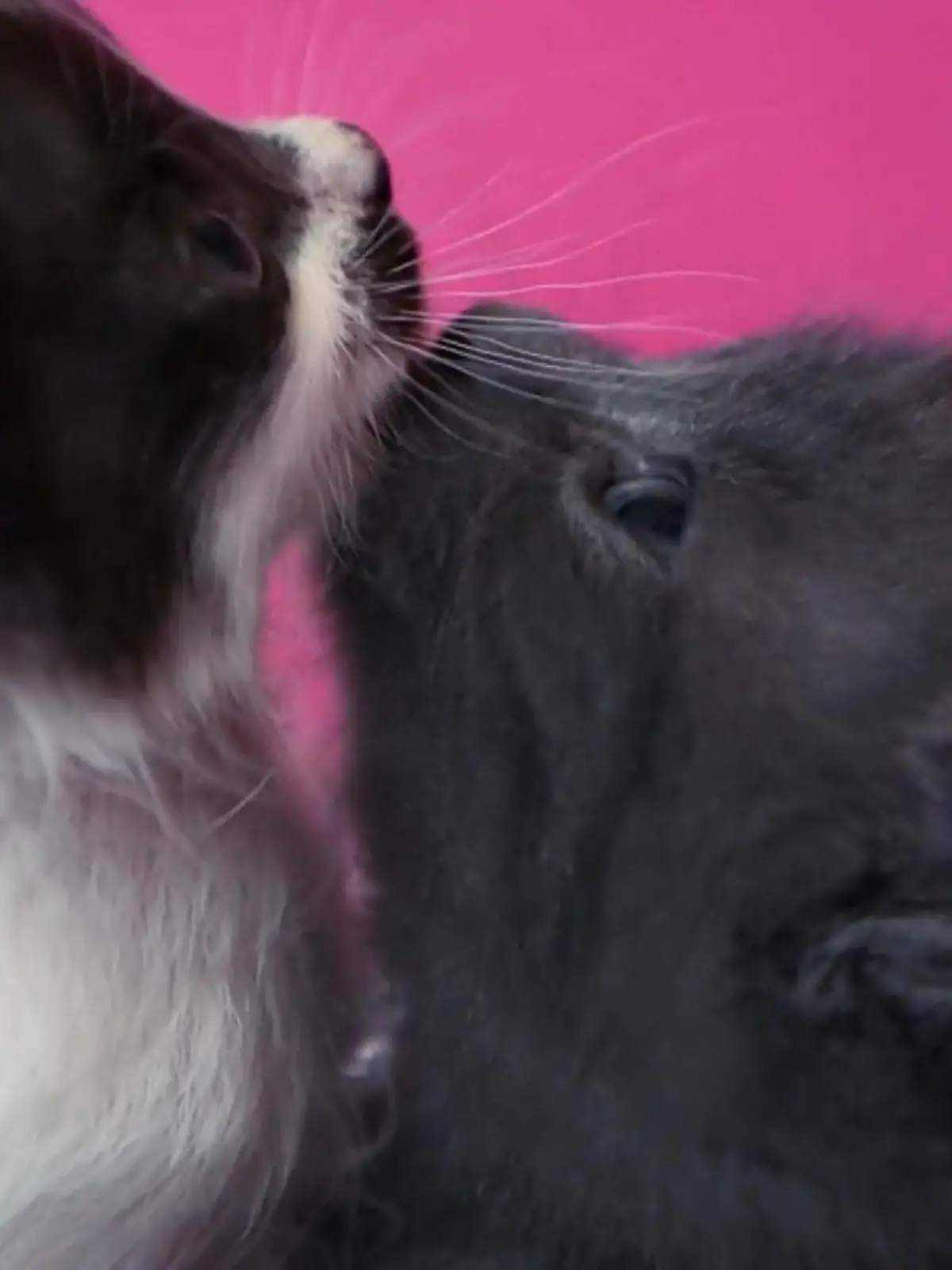 Bild zu: "Pandoras Kitten entwickeln sich großartig"