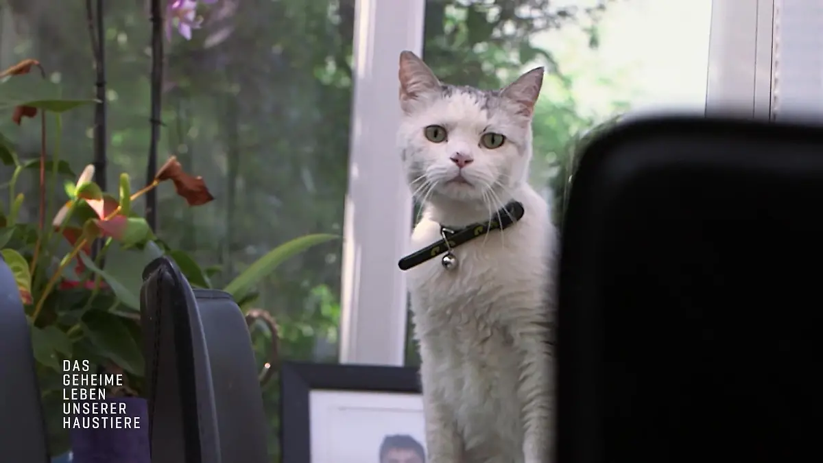 Dieser Schmusekater führt ein gefährliches Doppelleben Schwere Verletzungen