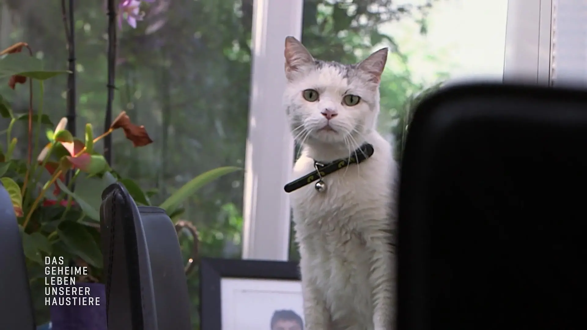 Dieser Schmusekater führt ein gefährliches Doppelleben Schwere Verletzungen