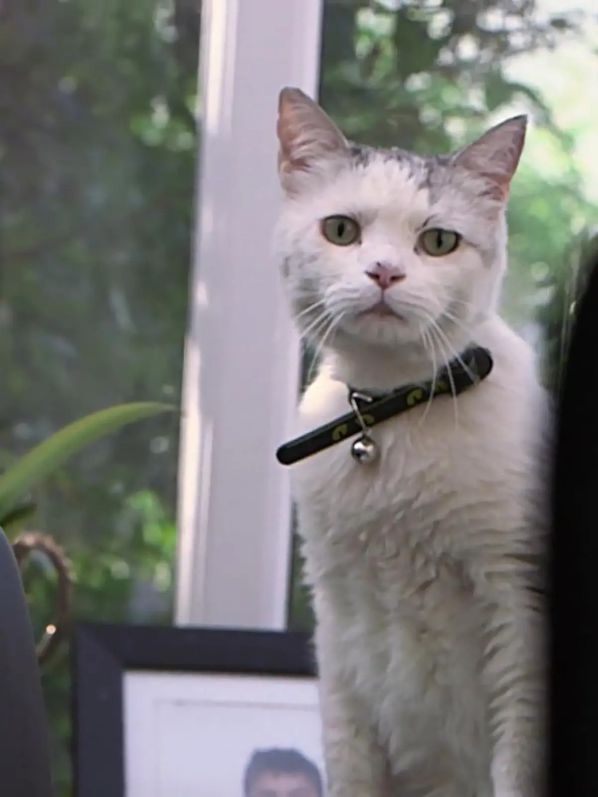 Bild zu: "Dieser Schmusekater führt ein gefährliches Doppelleben"