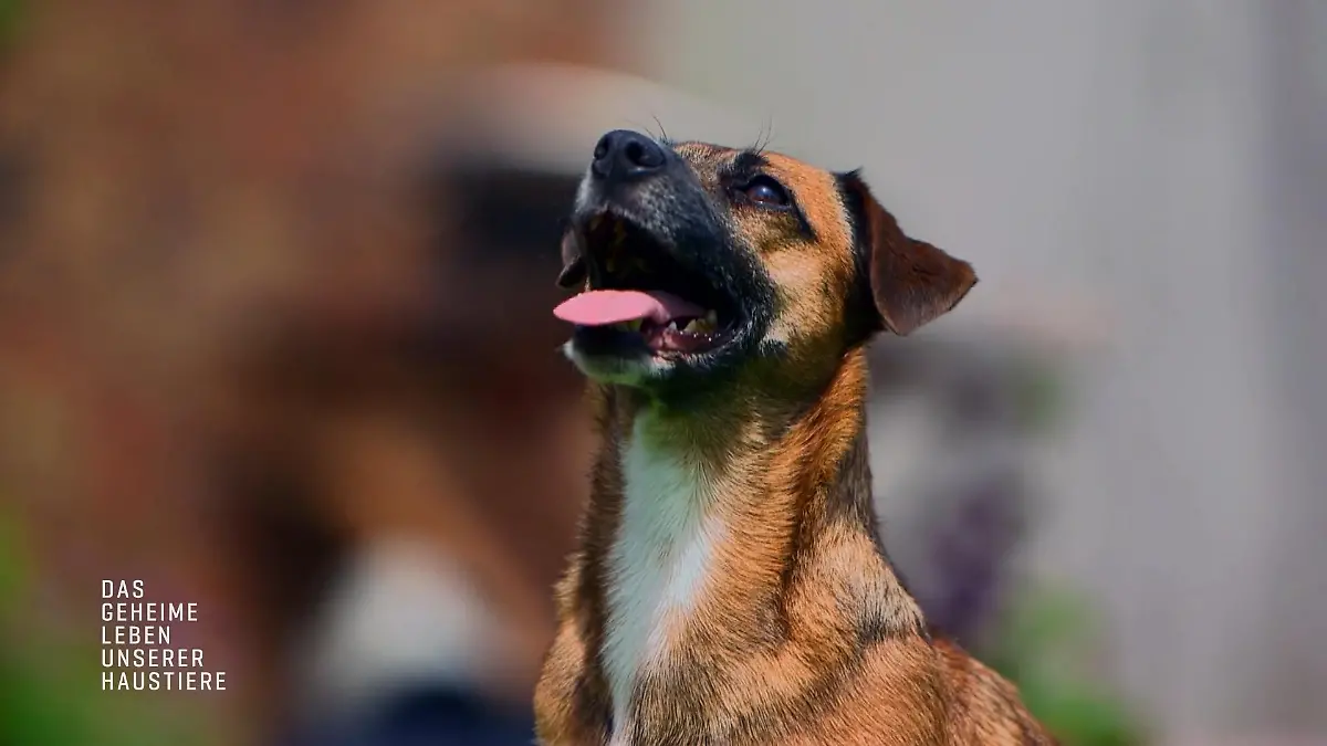 Wenn ein Schoßhund sein Haus verteidigt Kleiner Hund ganz groß