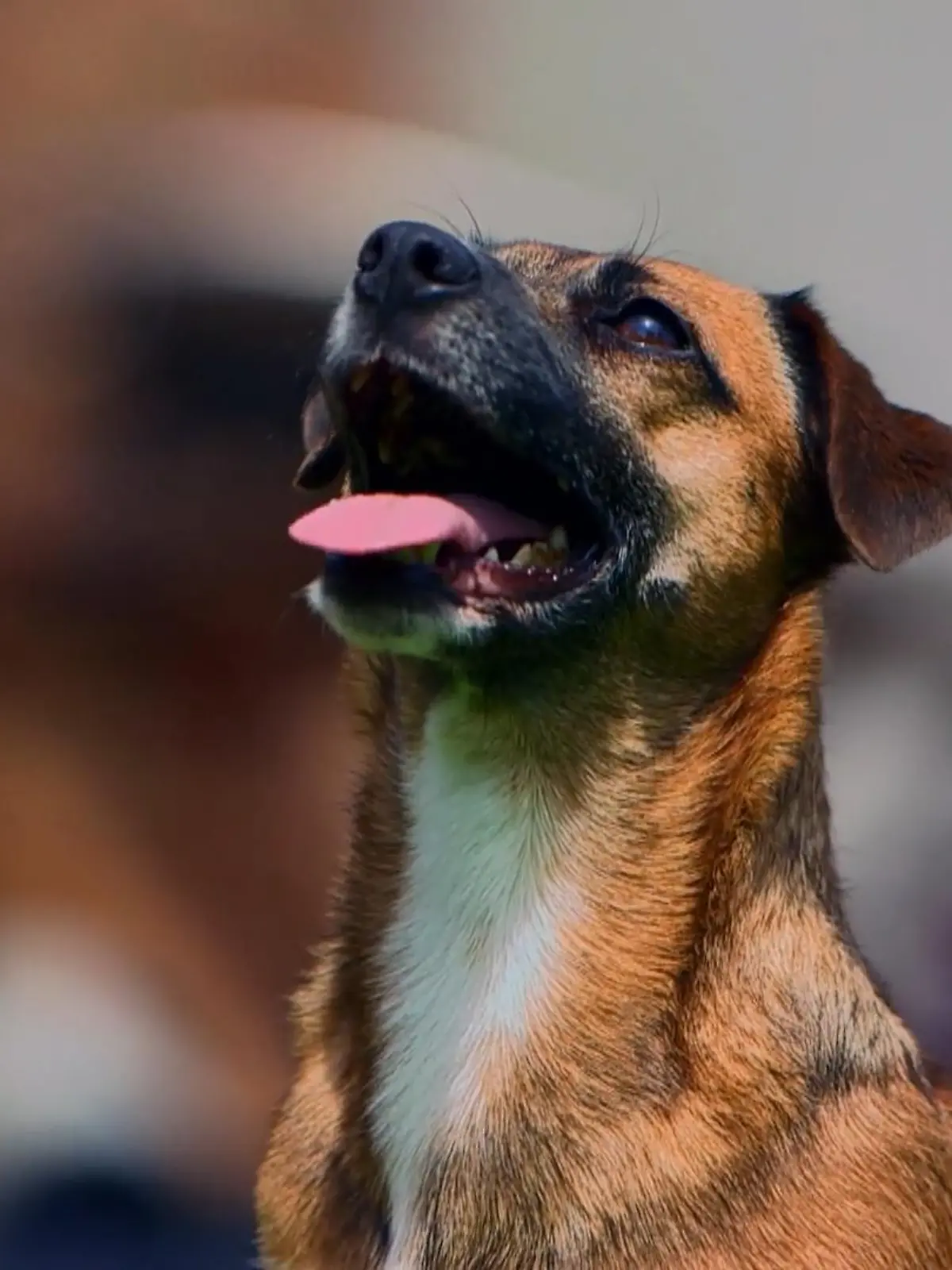 Bild zu: "Wenn ein Schoßhund sein Haus verteidigt"