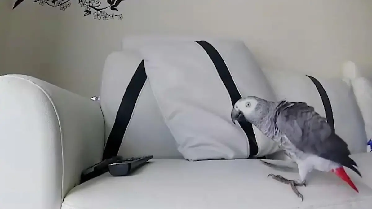 Ein Papagei geht auf Erkundungstour Zazou allein zu Haus