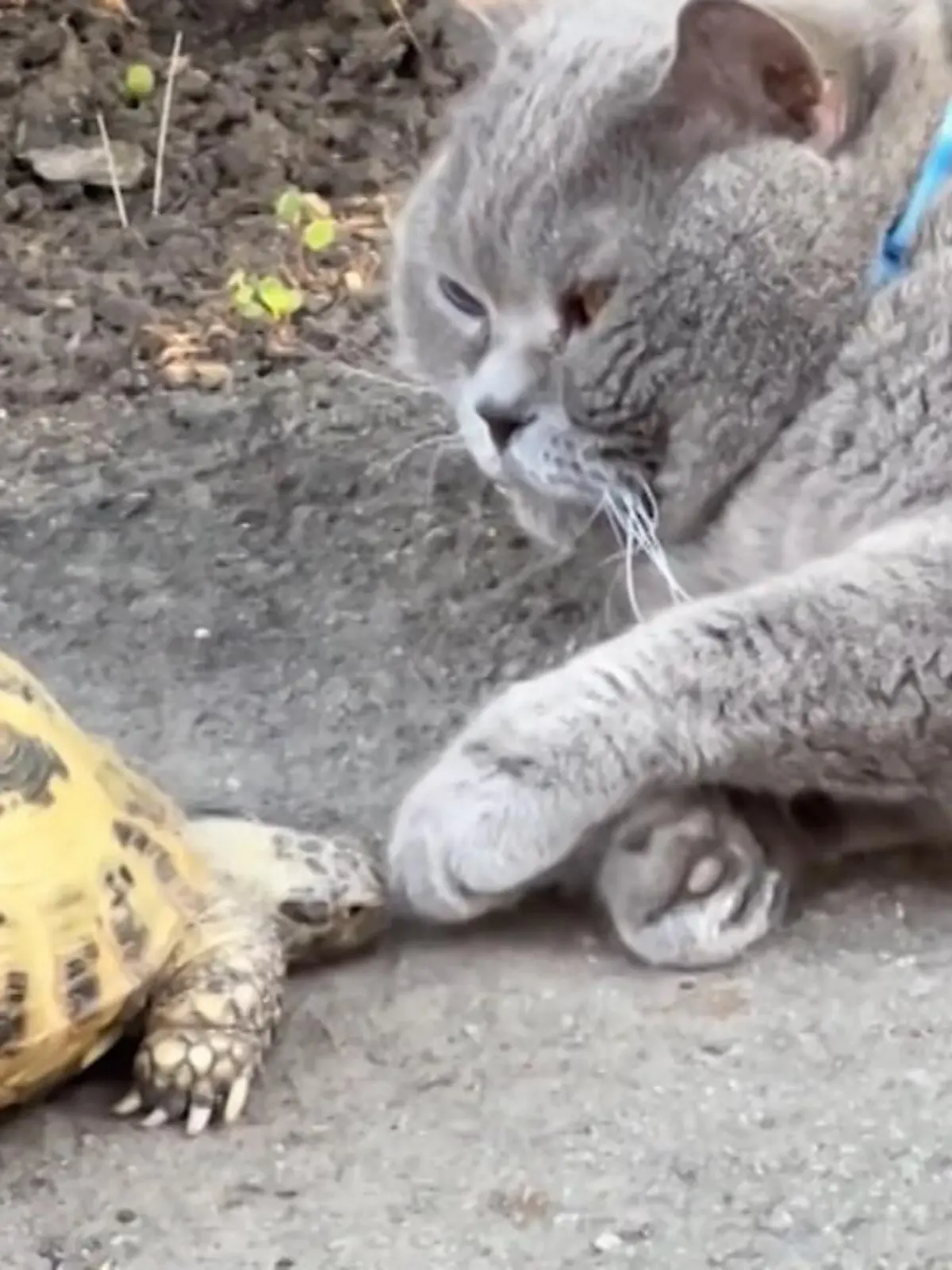 Nein, so wie diese Schildkröte sich an die schlafende Katze heranschleicht, führt sie definitiv nichts Gutes im Schilde. Und tatsächlich weckt sie die Mieze nicht nur, sondern jagt ihr auch noch hinterher! Hier ist aber jemand auf Krawall gebürstet...