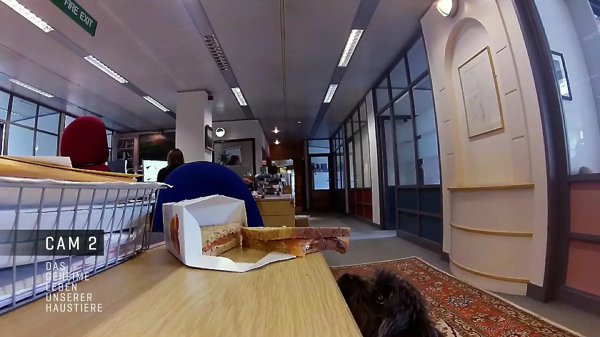 Klaut Bürohund Marlow etwa das Essen der Kollegen? Die Kamera sieht alles