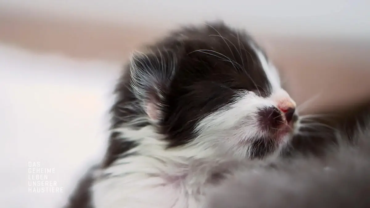 Katzenwelpe Poirot entwickelt sich nur langsam Kann er das aufholen?