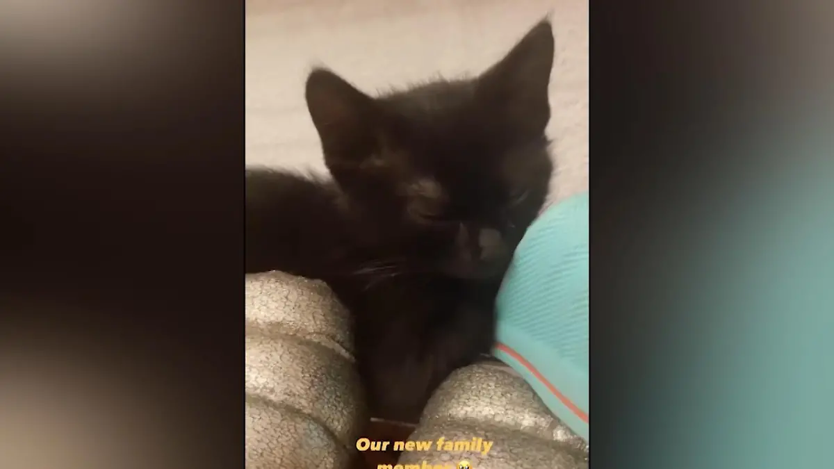 Bonnie Strange hat einen tierischen Sohn "Geschwisterchen" für Goldie Venus