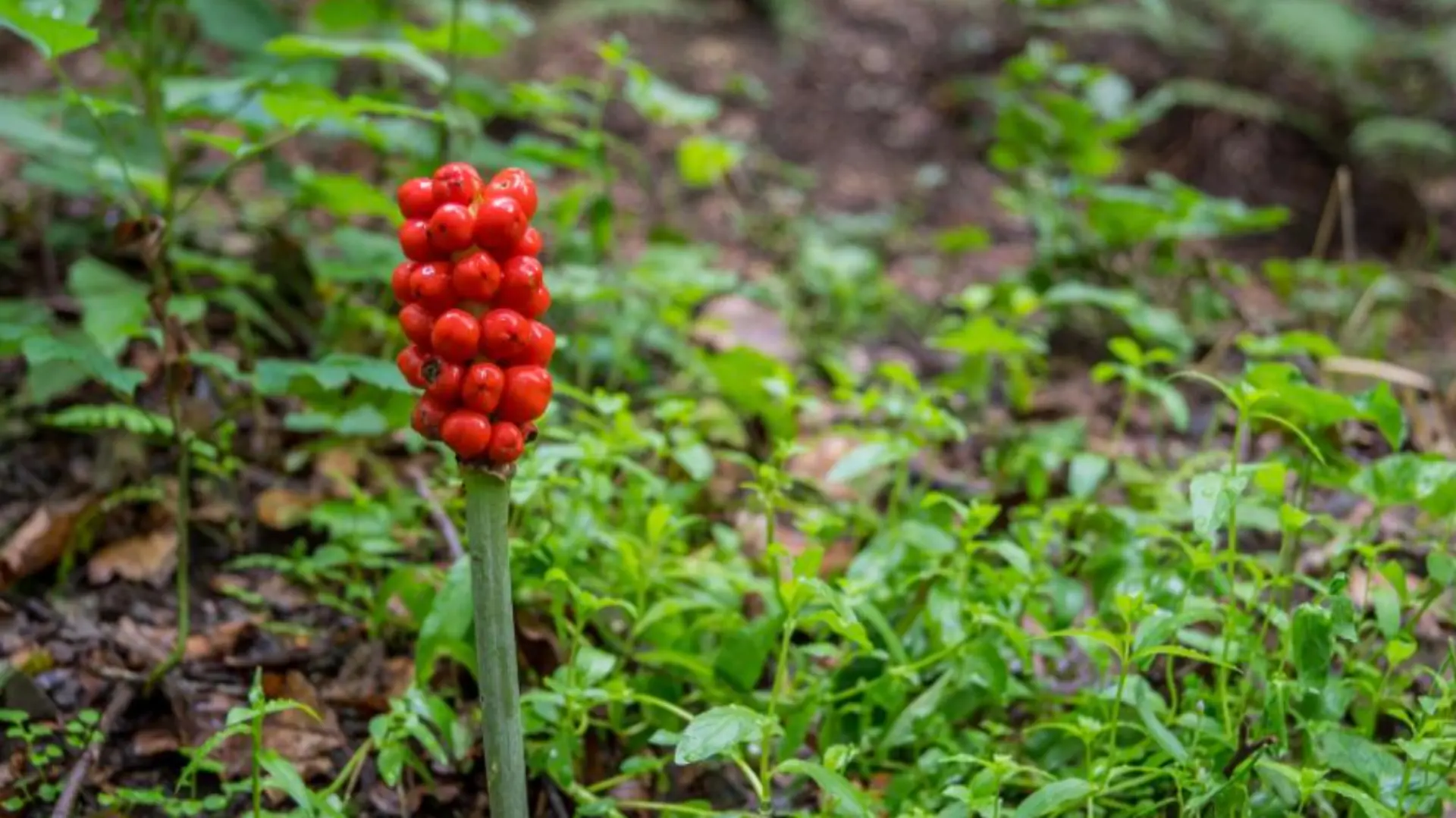Giftige Blumen im heimischen Garten