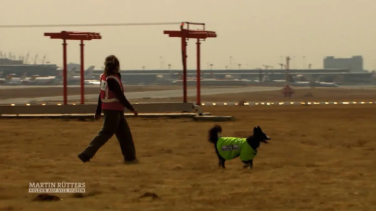 Border Collies am Flughafen von Johannesburg Vögel vom Rollfeld verjagen