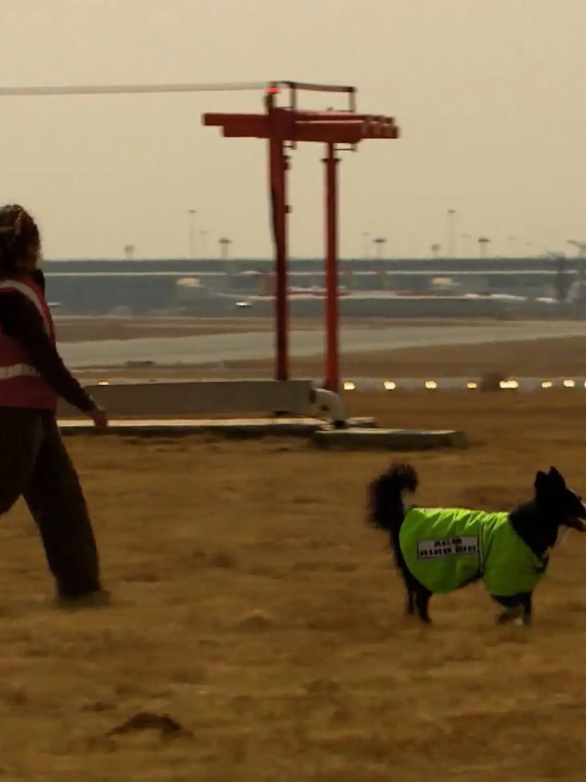 Bild zu: "Border Collies am Flughafen von Johannesburg"