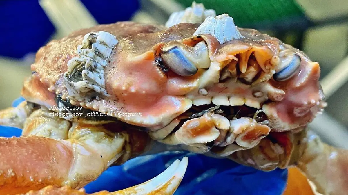 Story from Jam Press (Human Teeth Crab)
Pictured: The bizarre crab with “human like teeth”.
Fisherman finds terrifying crab with ‘HUMAN TEETH’ – leaving Instagram users horrified
A deep sea fisherman has revealed his latest bizarre catch – a crab which appears to have a full set of human-esque teeth.
Roman Fedortsov, who works on a trawler in Murmansk in the northwest part of Russia, spends his time uncovering creatures from the deep.
Spending much of his life at sea, and delighting his 653,000 followers on Instagram with his finds (@rfedortsov_official_account), the fisherman often shares snaps of mysterious and frightening looking creatures.
Recently, Roman shared a snap of the strange crab with the caption: “Crabs…All the same, there is something attractive and repulsive in them. Mother Nature has tried…”
The snap of the bizarre sea creature racked up nearly 10,000 likes, with users horrified by its appearance.
One person commented: “That’s human teeth. Tell me I’m wrong.”
Another user joked: “Bro got better teeth than British people.”
“Looks like a Pokémon in the final stage of being beaten in battle,” said someone else.
Another person commented: “Looks angry.”
“Human incisors from above,” another person commented.
“Teeth like mine,” another user joked.
Someone else said: “Does he have human teeth?”
“Mother Nature likes crabs a little too much, she keeps making more!” said one person.
Another user dubbed the crab “the final boss””
Roman previously found a ghostly-looking catch he dubbed “Frankenstein’s fish”.
The creature was almost translucent, with sweeping fins, a long thresher-like tail and a ghostly-looking eye.
It also had strange markings giving the illusion it had been sewn together.
ENDS
EDITOR’S NOTE: Some comments have been translated