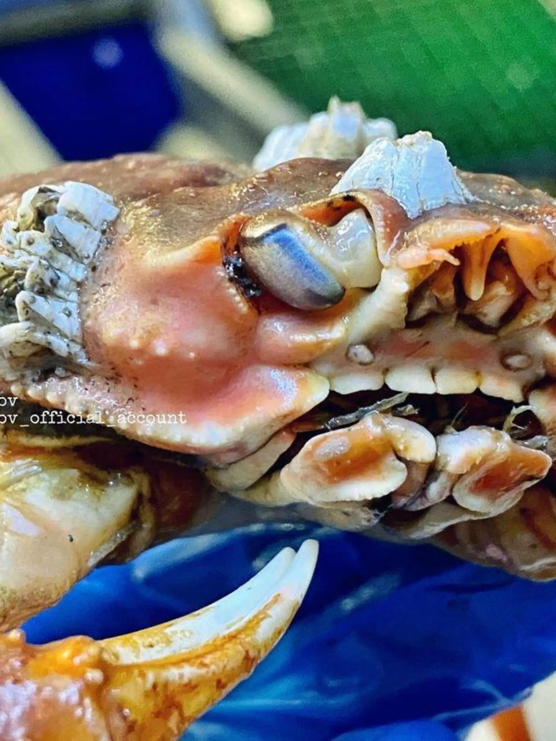 Story from Jam Press (Human Teeth Crab)

Pictured: The bizarre crab with “human like teeth”. 

Fisherman finds terrifying crab with ‘HUMAN TEETH’ – leaving Instagram users horrified

A deep sea fisherman has revealed his latest bizarre catch – a crab which appears to have a full set of human-esque teeth.

Roman Fedortsov, who works on a trawler in Murmansk in the northwest part of Russia, spends his time uncovering creatures from the deep.

Spending much of his life at sea, and delighting his 653,000 followers on Instagram with his finds (@rfedortsov_official_account), the fisherman often shares snaps of mysterious and frightening looking creatures.

Recently, Roman shared a snap of the strange crab with the caption: “Crabs…All the same, there is something attractive and repulsive in them. Mother Nature has tried…”

The snap of the bizarre sea creature racked up nearly 10,000 likes, with users horrified by its appearance.

One person commented: “That’s human teeth. Tell me I’m wrong.”

Another user joked: “Bro got better teeth than British people.”

“Looks like a Pokémon in the final stage of being beaten in battle,” said someone else.

Another person commented: “Looks angry.”

“Human incisors from above,” another person commented.

“Teeth like mine,” another user joked.

Someone else said: “Does he have human teeth?”

“Mother Nature likes crabs a little too much, she keeps making more!” said one person.

Another user dubbed the crab “the final boss””

Roman previously found a ghostly-looking catch he dubbed “Frankenstein’s fish”.

The creature was almost translucent, with sweeping fins, a long thresher-like tail and a ghostly-looking eye.

It also had strange markings giving the illusion it had been sewn together.

ENDS

EDITOR’S NOTE: Some comments have been translated