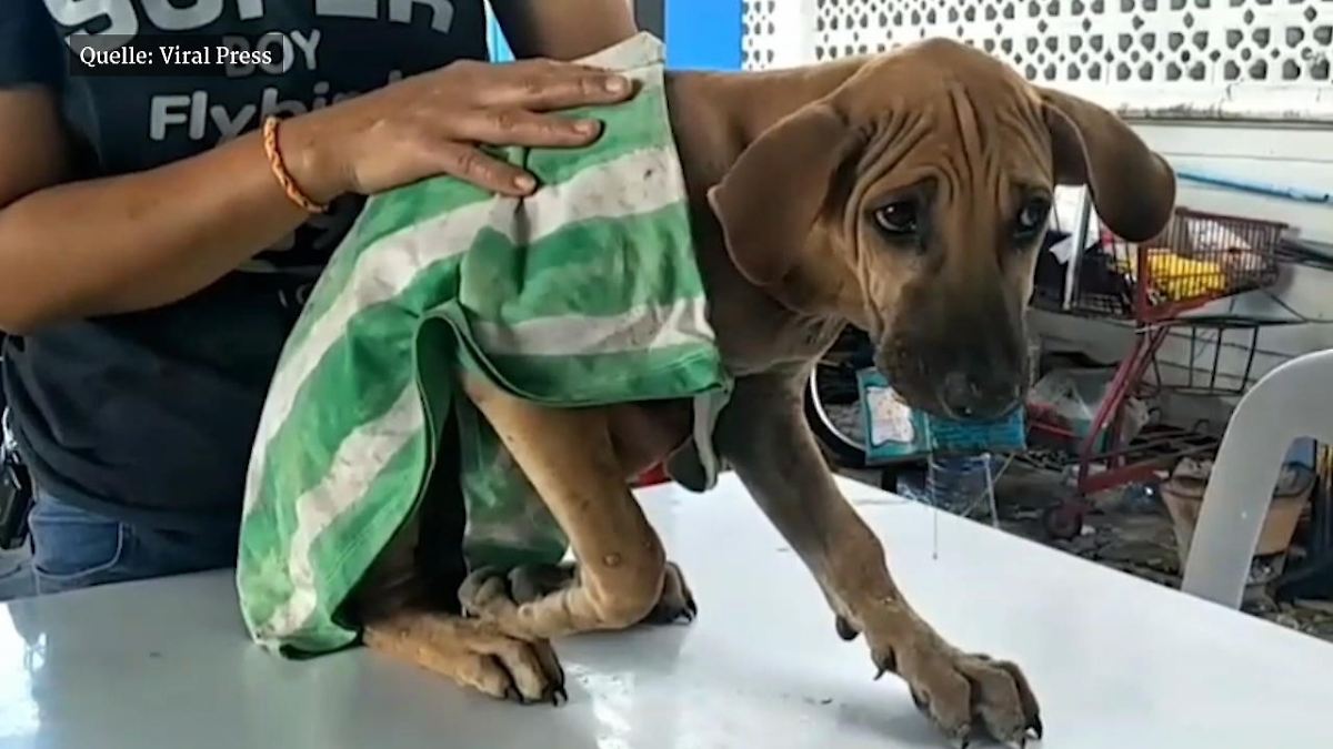 Rettungsaktion für Hund Namhking Hund hängt mit seiner Schnauze im Superkleber fest