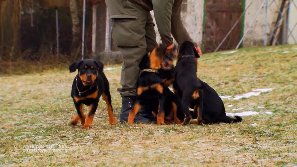 In vielen Trainingseinheiten zum Diensthund Militärhundezentrum Kaisersteinbruch