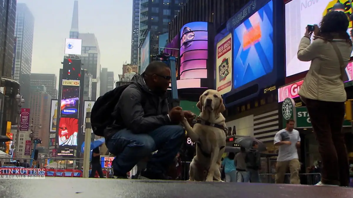 Blindenhund Tommy hat eine Riesen-Aufgabe In den Straßen von New York