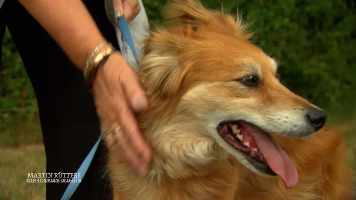 Maureens Hund Max hat erkannt, dass sie Krebs hat Es gibt mehr Krebshunde wie Max