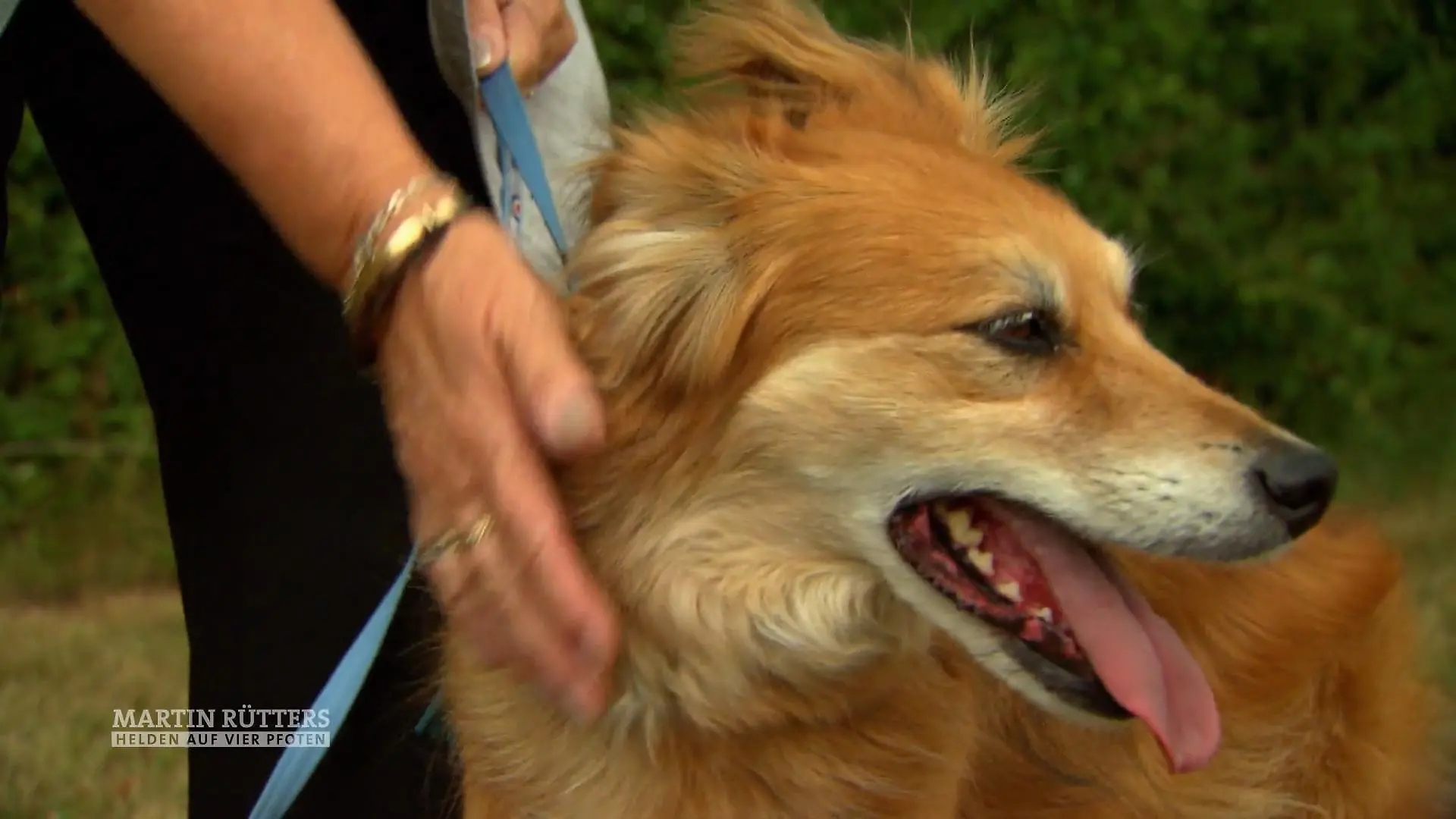 Maureens Hund Max hat erkannt, dass sie Krebs hat Es gibt mehr Krebshunde wie Max